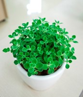 Cách chọn cây cảnh phong thủy trong phòng làm việc theo tuổi gia chủ