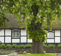 Hóa giải cây to trước cửa nhà 