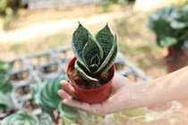 Lưỡi hổ, loại cây vừa lợi cho sức khỏe vừa tốt cho phong thủy